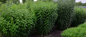 Image result for Vernonia kirkii