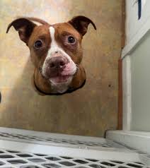 Rehoming Dogs in Lexington: Great Pyrenees and Husky/Hound Mix