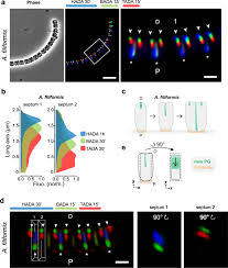 Image result for Neisseriaceae