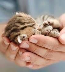 Pin Von Alma Si Crismariu Auf Katzen Tiere Baby Katzen Susse Tiere