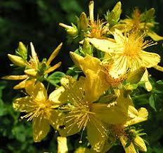 Image result for Hypericum quartinianum
