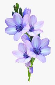 Everything the floral meaning of this beautiful flower is used to denote something delicate and dainty and is also the it is a beautiful flower available in shades of blue, purple, red, pink, white and yellow, however. What Is The Significance Of The Purple Flowers In Attack On Titan