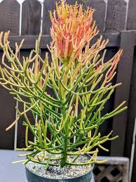 Image result for Euphorbia pfeilii