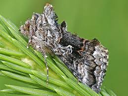 Image result for Syngrapha interrogationis