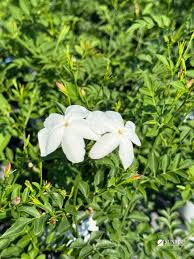 Image result for Jasminum officinale