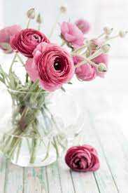 Bouquet Of Pink Ranunculus Flower Boutique Daffodil Flower Ranunculus Flowers