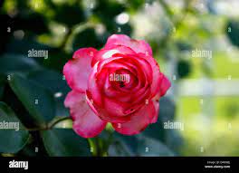 The Sweet Rocket Rose is a member of the mustard family. This one is pink  in color. It is a fragrant flower Stock Photo - Alamy