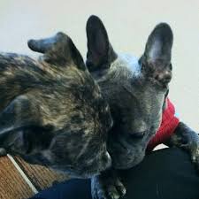 At arlington animal clinic, we are committed to providing you and your pet with an exceptional veterinary experience. Northarlington Animal Clinic 34 Reviews Pet Groomers 5011 Dierker Rd Columbus Oh Phone Number