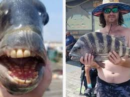 The freshwater and tidal sport fishing sectors provide substantial social, cultural and . Fisherman Reels In Unusual Looking Sheepshead Fish That Has The Internet Baffled 7news