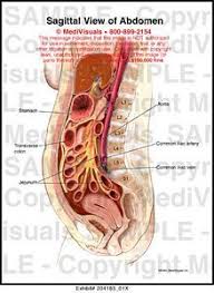 Medivisuals Sagittal View Of Abdomen Medical Illustration Medical Illustration Abdomen Medical