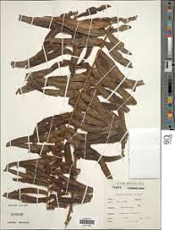 Image result for Megalastrum lanuginosum