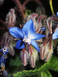Image result for Borago officinalis