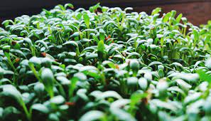 Use This Recipe To Make Minari Korean Watercress A Peppery Korean Dish That Is A Popular Vegetable Side And Ingredient Watercress Food To Make Namul Recipe