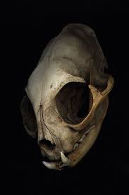 Pin By Jean Philippe Boudreau On Cherepki Cat Skull Skull Animal Bones