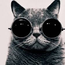 Kedi Sozleri Kedisozleri Twitter