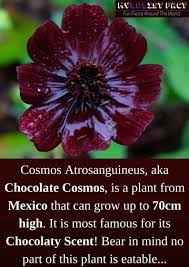 Mylolist Fact Fun Facts There Is A Flower That Smells Like Chocolate However Do Not Eat It Https Www Mylolist Com 20 Country Facts Fun Facts Facts