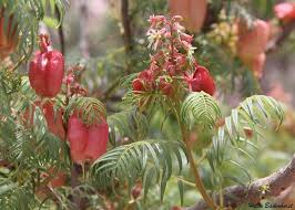 Image result for Erythrophysa