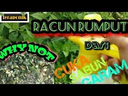 Cara terbaik melindungi tanaman dari serangan makhluk perosak adalah sama ada dengan mengguna racun kimia atau organik semburan hendaklah dilakukan dengan mengikut jadual. Herbisida Cara Mudah Membuat Herbisda Dari Bahan Dapur Racun Rumput Gulma Berdaun Lebar Youtube Herbisida Rumput Daun