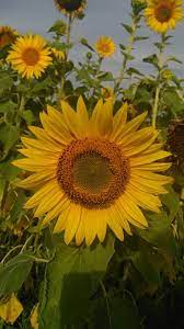 If There S Any Time To Visit This One Of A Kind Florida Flower Farm This Summer Is It Sunflower Garden Growing Sunflowers Sunflower Wallpaper