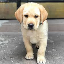 Also, people think of three types of silver labrador puppies including black, yellow, and chocolate. Adopt A Puppy Labrador Retriever Puppies For Sale Labrador Retriever Rescue Labrador Retriever For Sale English Labrador Retriever Rescue Labrador Rescue Golden Retriever Puppies Labrador Puppies For Sale Near Me Akc