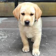 We did not find results for: Adopt A Puppy Labrador Retriever Puppies For Sale Labrador Retriever Rescue Labrador Retriever For Sale English Labrador Retriever Rescue Labrador Rescue Golden Retriever Puppies Labrador Puppies For Sale Near Me Akc