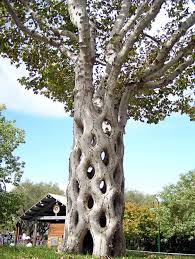 Arbres Exceptionnels Deco De Tables Plats Deco De Maison Arbres Etranges Arbre Photo D Arbre