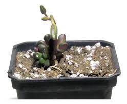 Image result for Anacampseros subnuda