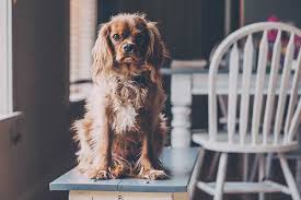 Punir son chien étape par étape. Empecher Son Chien De Reclamer A Manger