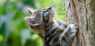 The best raw cat food calculator is on hare today. 10 Myths About Raw Diets For Kittens Iams