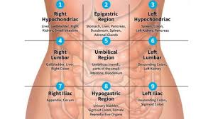 Quadrants And Regions Of Abdomen Nursing Knowledge Youtube