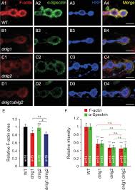 2 ℗ 2018 rory o'connor released on: Neurexin Neuroligin 1 Regulates Synaptic Morphology And Functions Via The Wave Regulatory Complex In Drosophila Neuromuscular Junction Elife