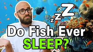 Platy Sitting On Bottom Of Tank | Aquarium Advice Forum Community