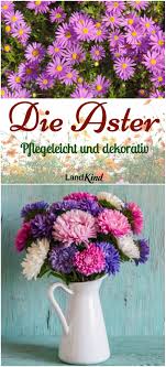 Im Herbst Verzaubern Uns Astern Mit Ihrer Tollen Farbenpracht Als Hubscher Strauss Sind Die Pflegeleichten Blumen Ein Z Garten Neu Gestalten Pflanzen Gartnerei
