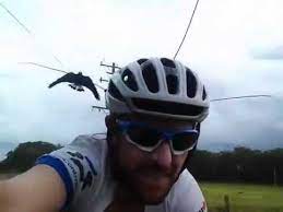 Jun 26, 2021 · a spectator, appearing to wave a sign with their back turned to the race, knocked down german cyclist tony martin, setting off an enormous crash. Cyclist Laughs As Magpie Swoops Him On Bike And Tips How To Stop Magpies Swooping Youtube