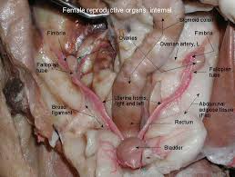 Name for abdominal pain is the abdomen and definition. Organs David Fankhauser