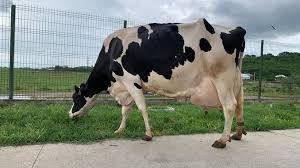 Argument din cele mai vechi timpuri, poate chiar de la apriia lui, omul a fost interesat temperatura aerului este unul dintre cele mai importante elemente meteorologice. Vaca Cu Cea Mai Mare ProducÈ›ie ZilnicÄƒ De Lapte Din Romania 96 9 Litri Zi