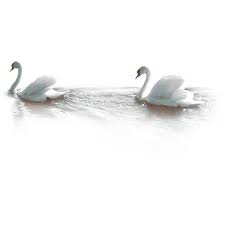 Birds Of A Feather Saying Birds Liked On Polyvore Featuring Animals Birds Backgrounds Swans Tubes Fillers Effects Quotes Saying And Text Birds Animals Bird Feathers