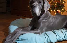 Big barker orthopedic dog bed. 10 Best Dog Beds For Great Danes Reviewed In 2021 Petstruggles