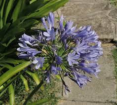 Image result for Agapanthus campanulatus