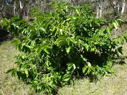 Image result for Vangueria madagascariensis