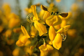 Piccolo arbusto dai fiori gialli e vistosi molto visitati dagli insetti pronubi. Piante Mediterranee Varieta E Consigli Sulla Coltivazione