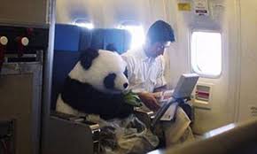 There are 74 oem, 65 odm, 13 self patent. Shocking Panda Bear Hoax Photo Flying China Airlines Business Class From China To U S Fools Thousands Online Daily Mail Online