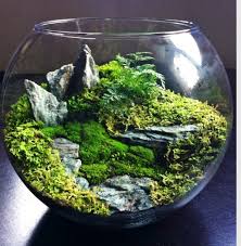 Stunning Terrarium That Reminds Me Of Scotland Beautiful Terrariums Garden Terrarium Terrarium