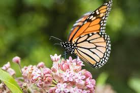 Many believe that it is because of the neonicotinoids (a pesticide) think about planting some flowers for the bees and butterflies. Prepare For Bees And Butterflies With A Pollinator Garden Earth Com
