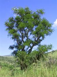Image result for Acacia haematoxylon