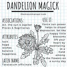 The Green Witch Diaries Dandelion Witch Herbs Witchcraft Herbs Magickal Herbs