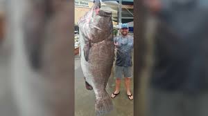 Looking for the best fishing wallpapers? Man Catches 350 Pound Warsaw Grouper Off Florida Coast Abc7 Chicago