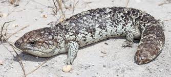 We did not find results for: Shingleback Lizard The Australian Museum
