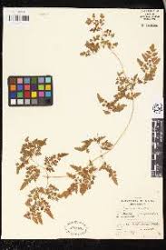 Image result for Lygodium kerstenii