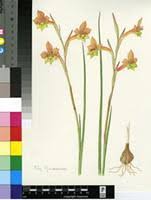 Image result for Gladiolus hollandii